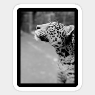 Leopard Sticker